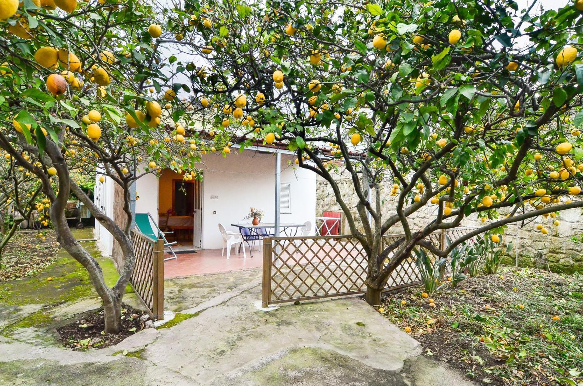 Residence Limoneto Ischia Forio  Bagian luar foto