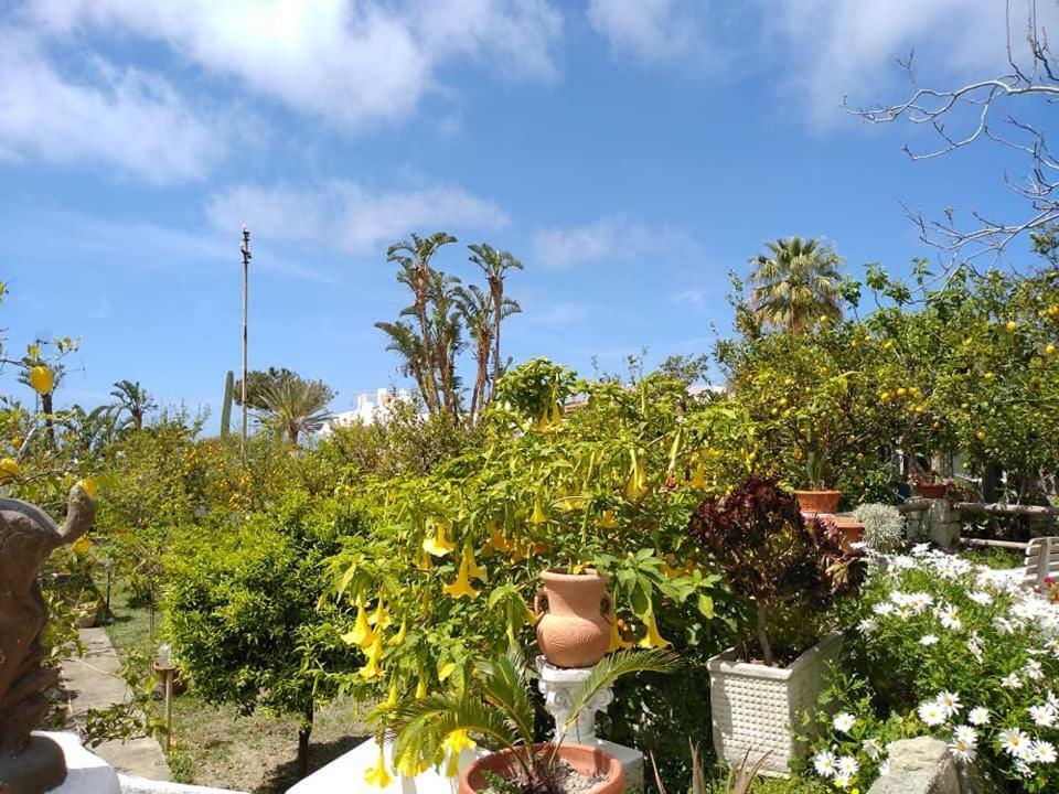 Residence Limoneto Ischia Forio  Bagian luar foto